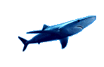 [ A SHARK ]